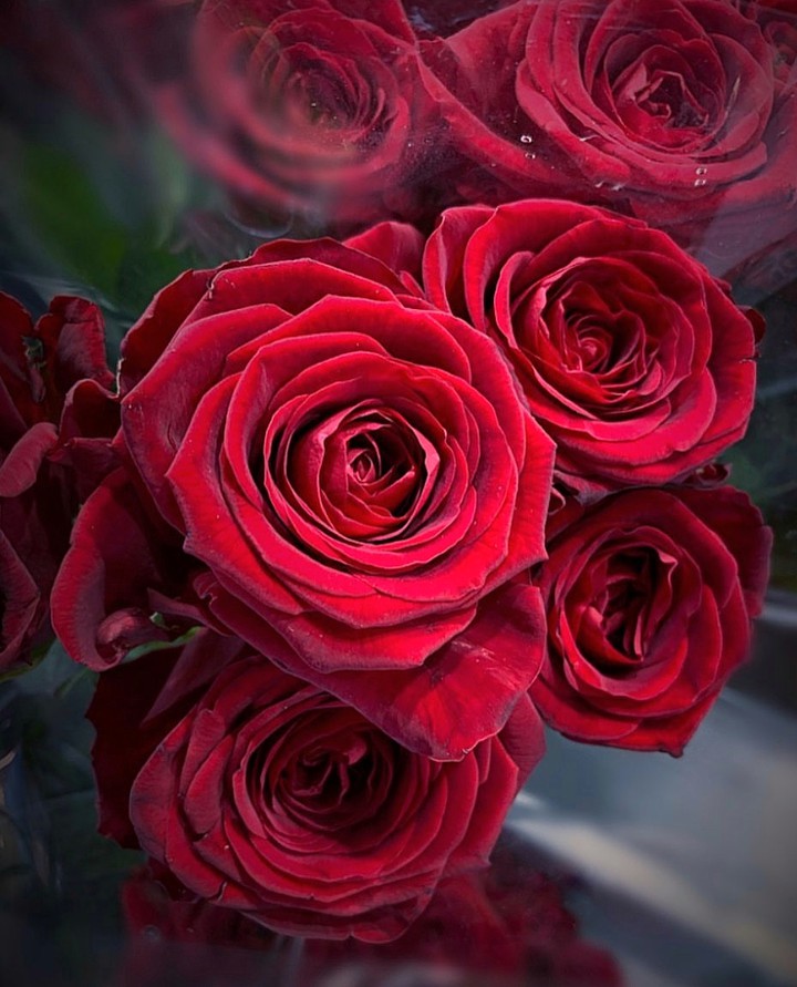 Roses