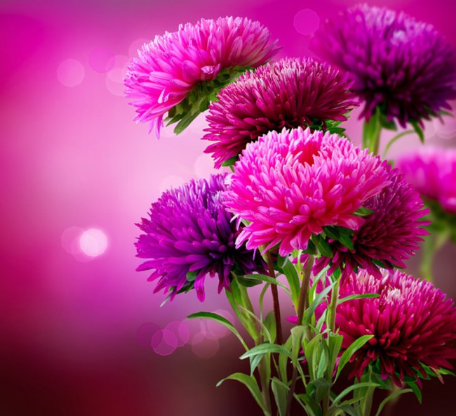 pink flower
