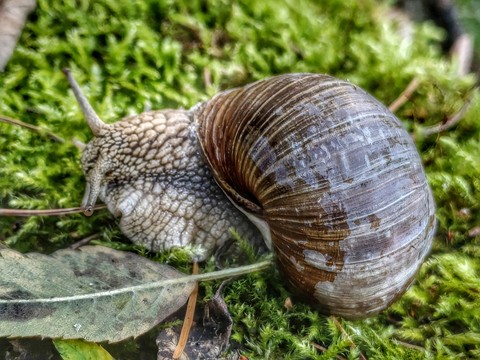 Gastropods, Snail, Terrestrial_animal