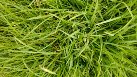 gras