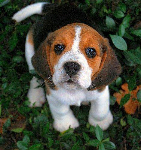 cute