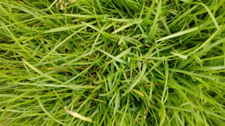 gras