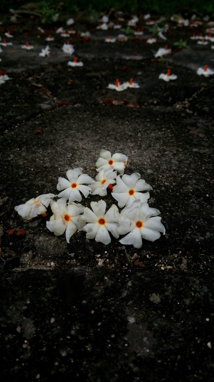 White Cherry