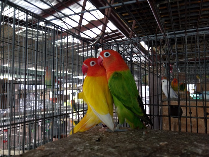 Lovebirds​