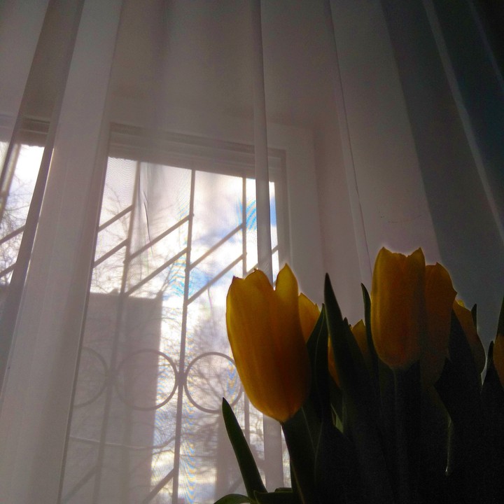 Tulpe