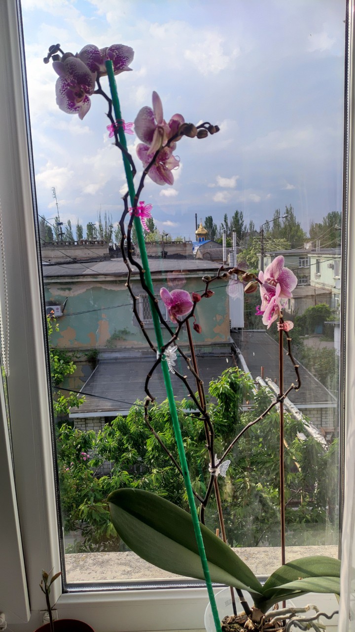 Орхидея