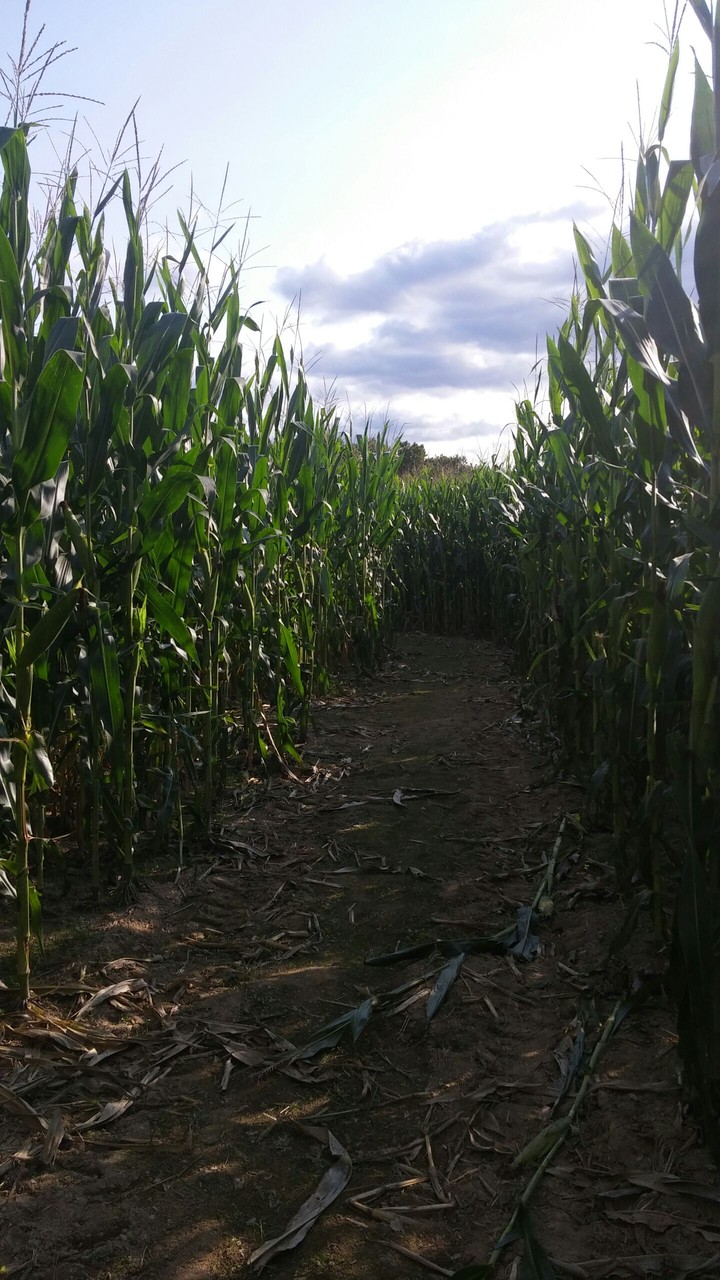 corn maze