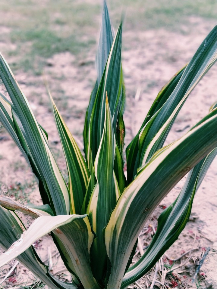 Green Plant Beauty
