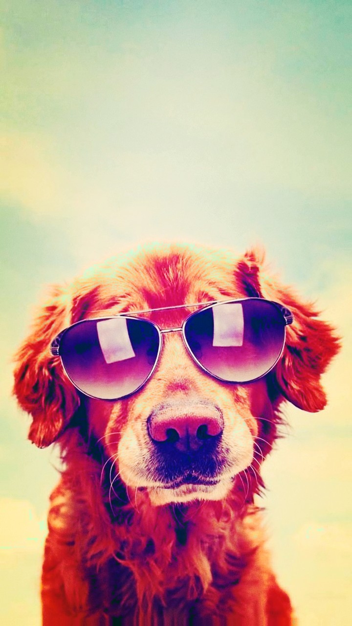 cool doge