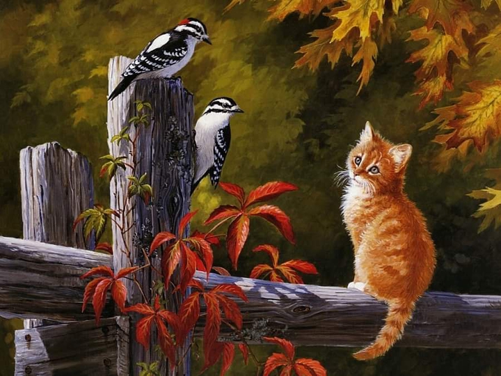 cat