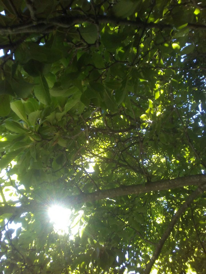 tree and sun