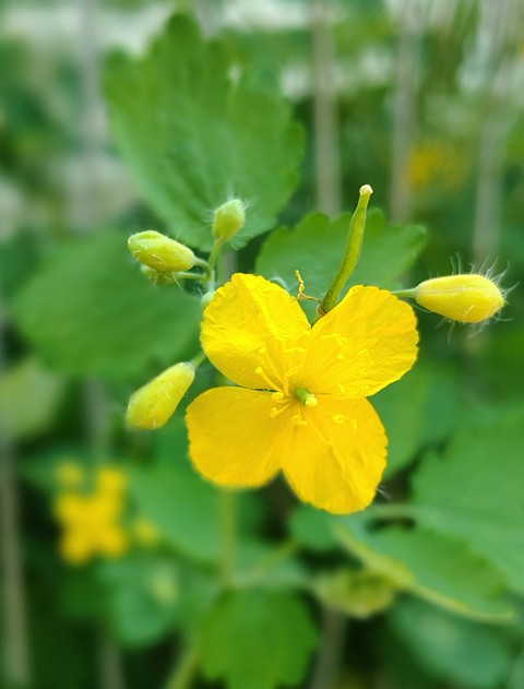 тапети flower, Yellow