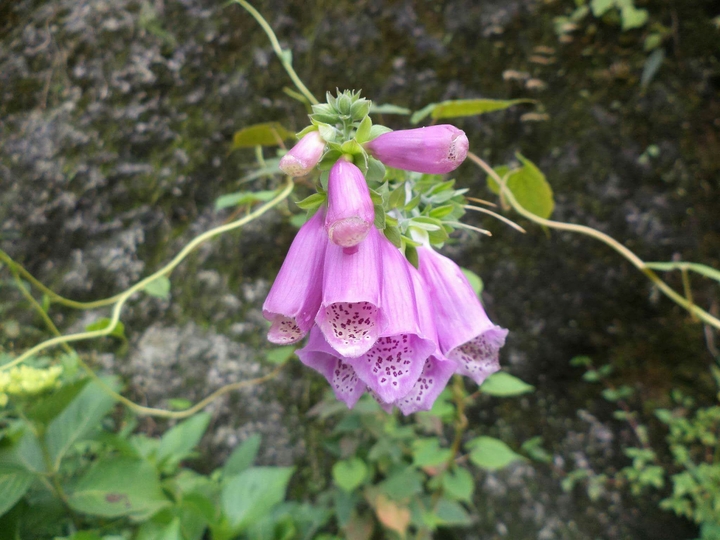 A different kind of flower.