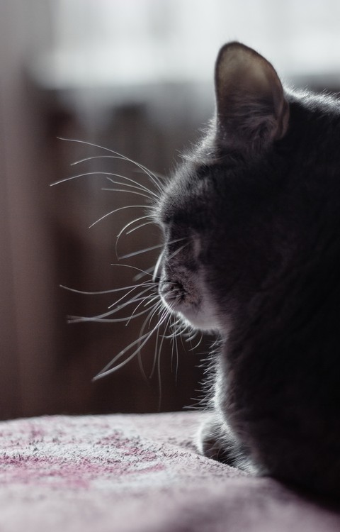 cat, кот háttérképek