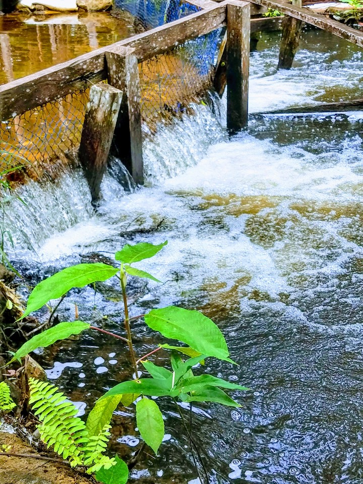 ☮️