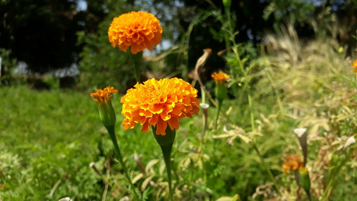 zhandu