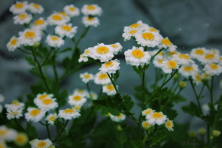 O.V.❀