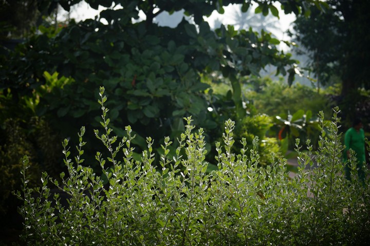 early morning dew