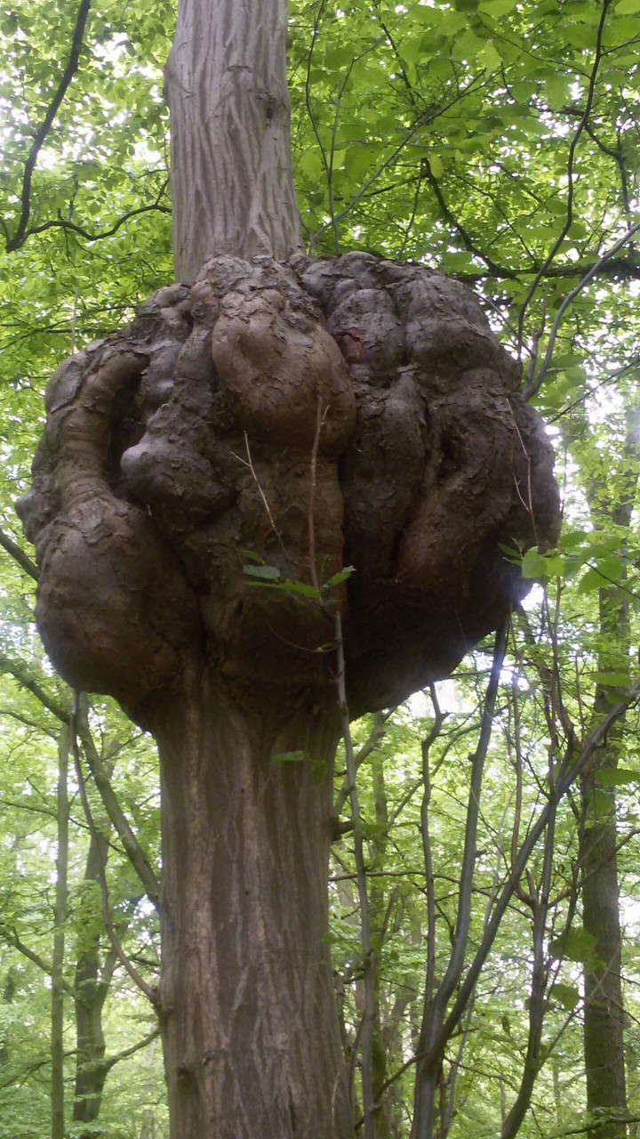 tree