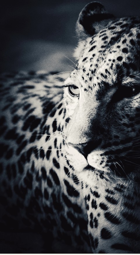 Gepard