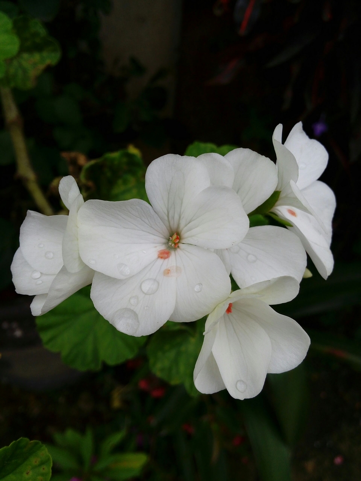 Flores