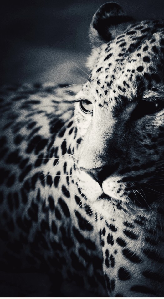 Gepard