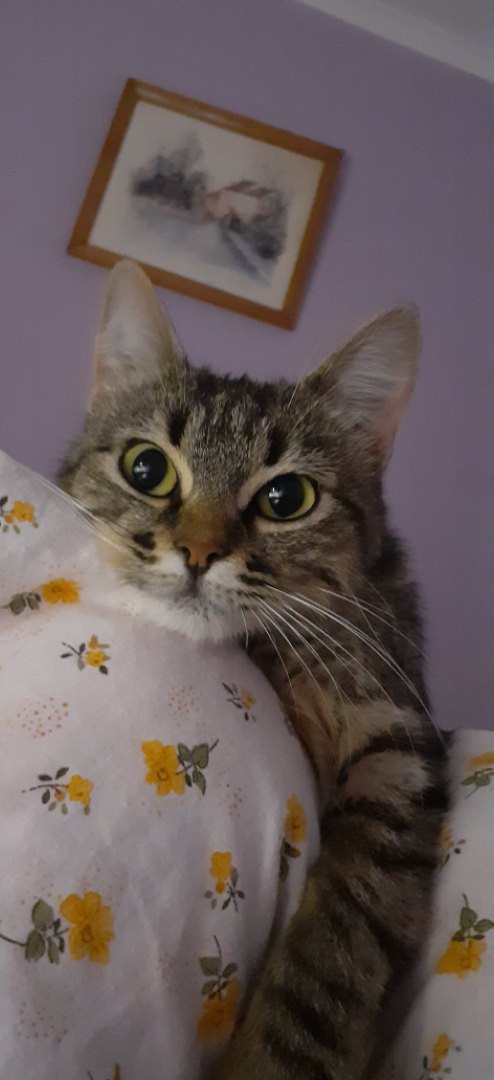cat
