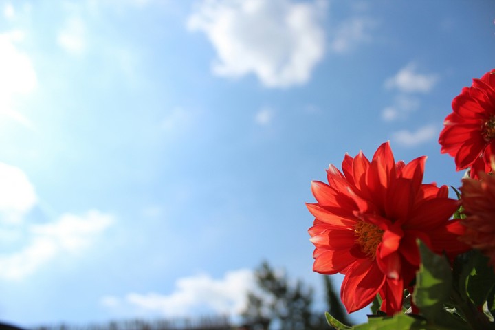 flower