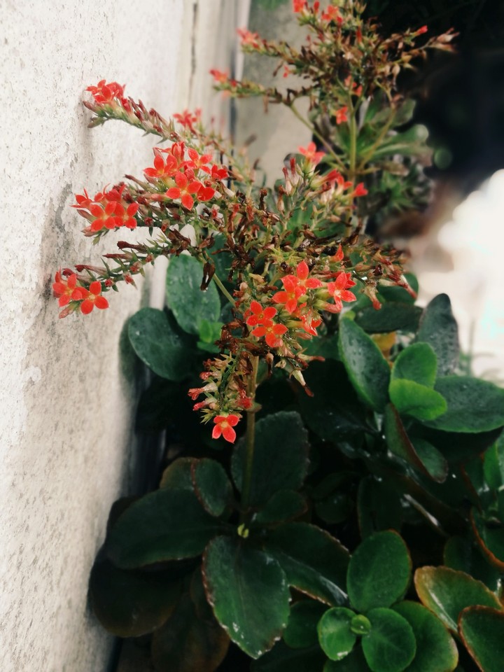 flower