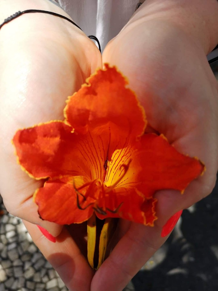 flower from Madeira