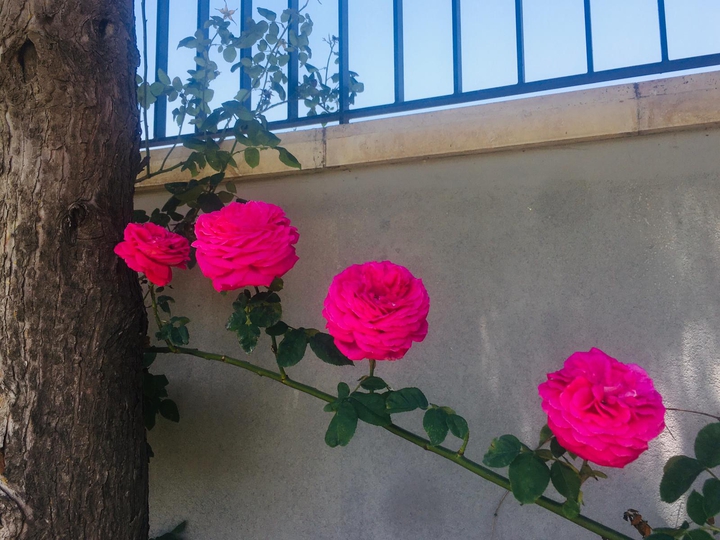 Pink Rose