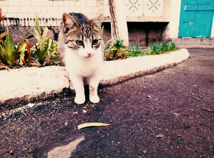 cat
