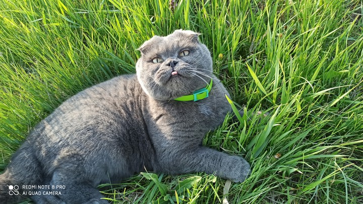 весна