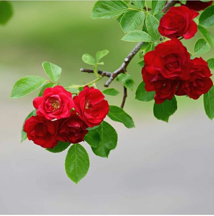 hoa hồng