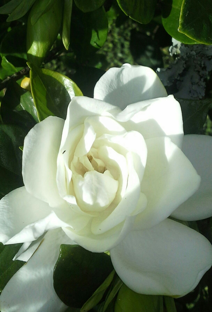 white flower
