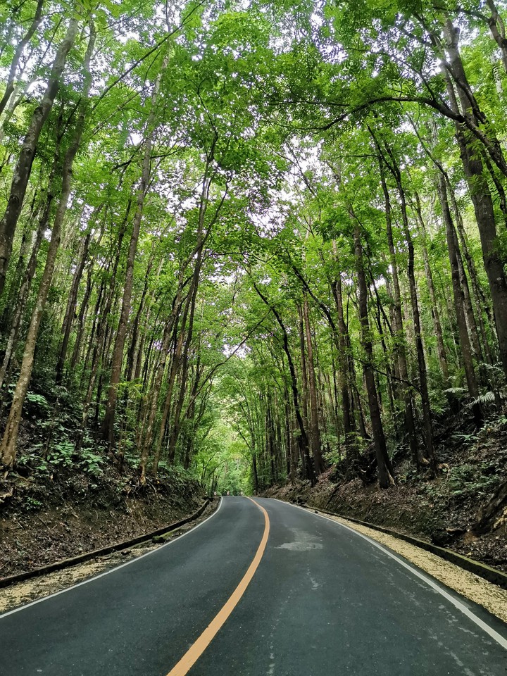 ManMadeForest