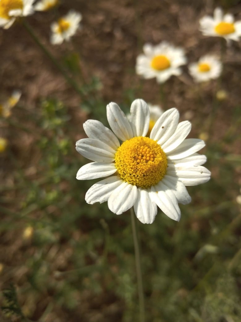 flower, petal Hintergrundbilder