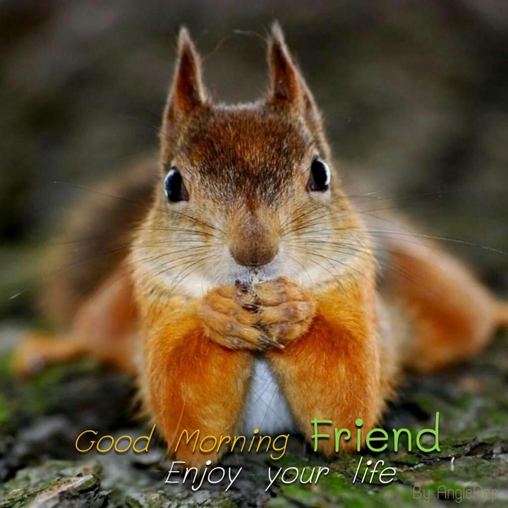 squirrel