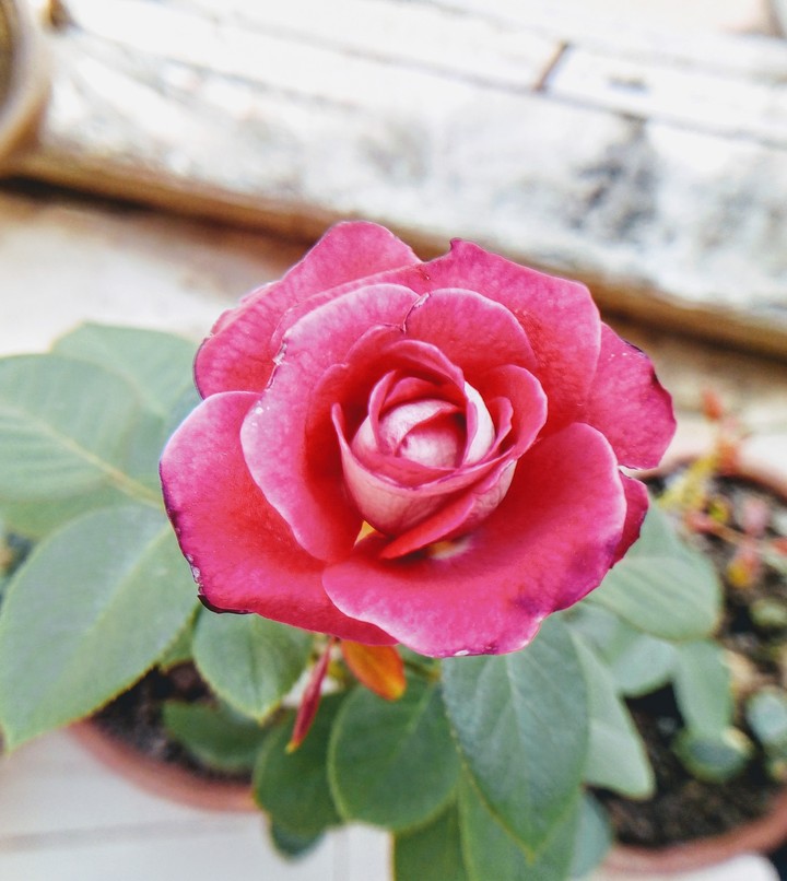 golden rose