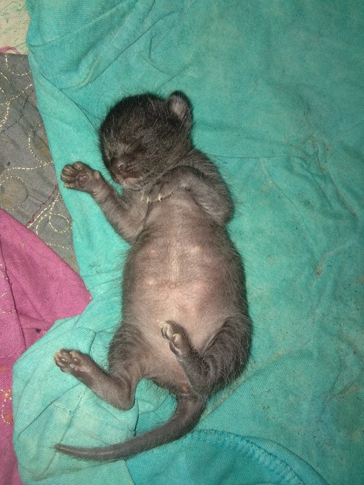 kuty kitty