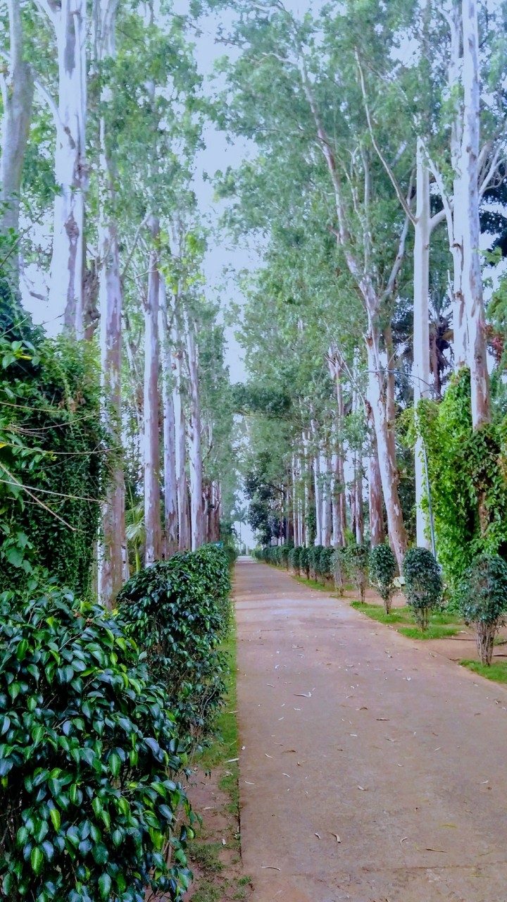 Beautiful Paths
