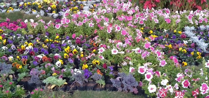flower garden