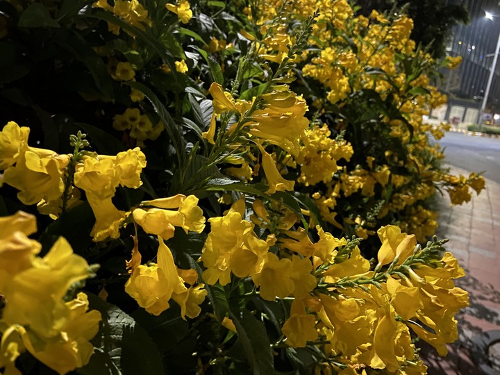 yellow flowers night