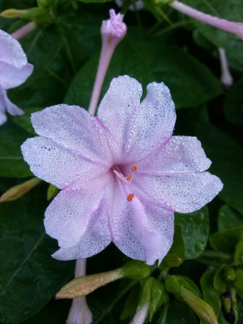 тапети flora, flower