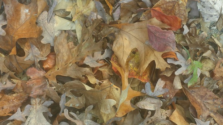 Fall colors