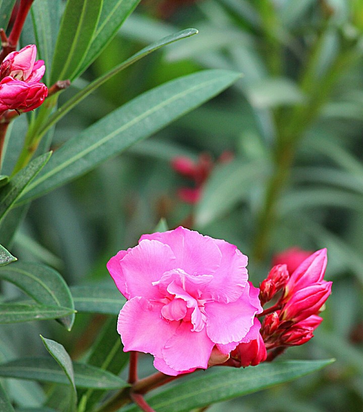 Ghanera flowe