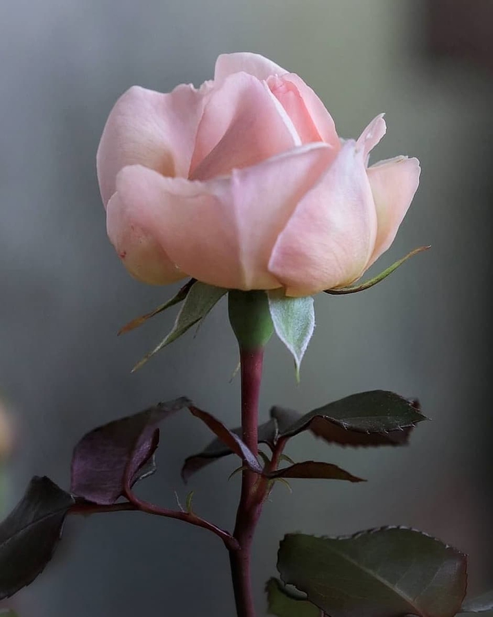 lovely