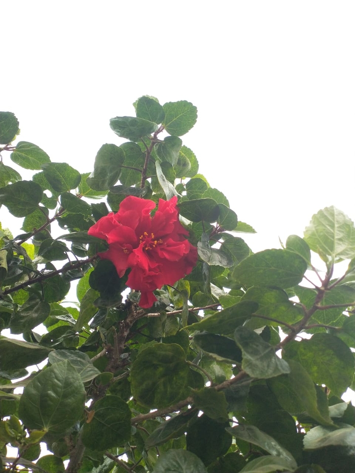 Hibiscus red