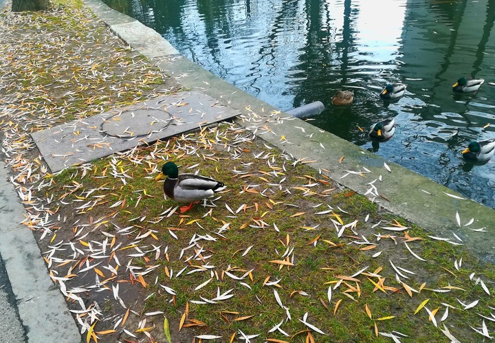 Ducks