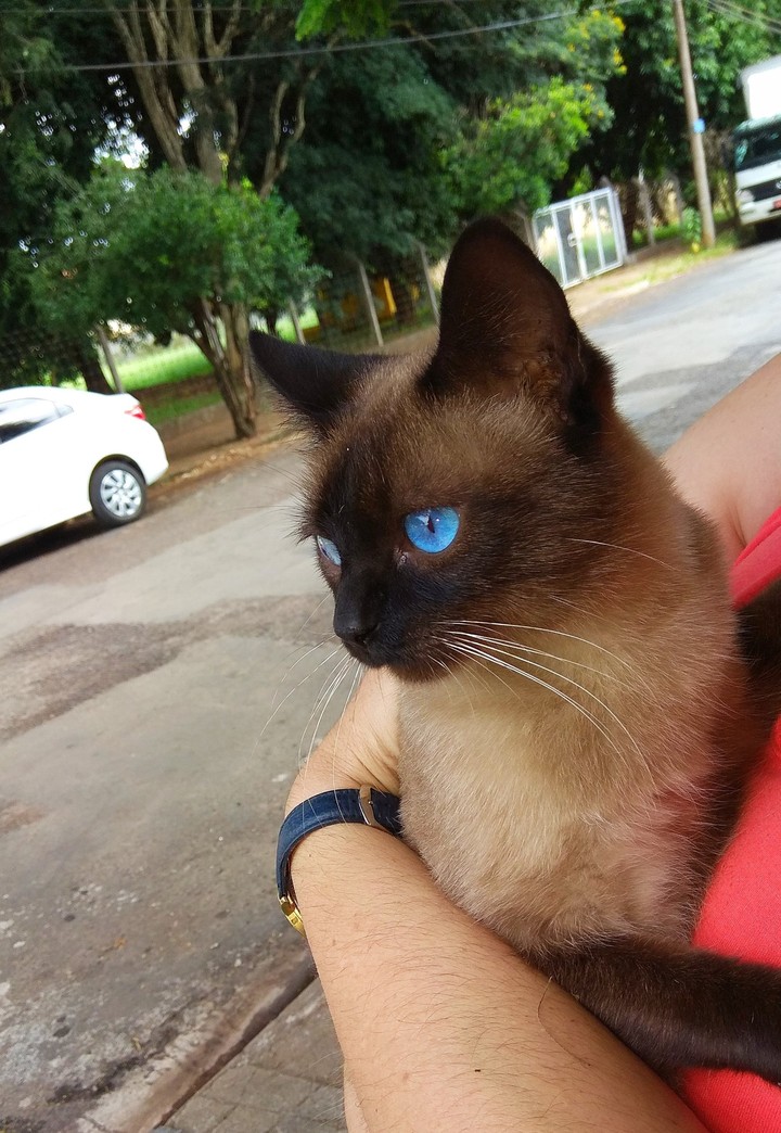 gatos